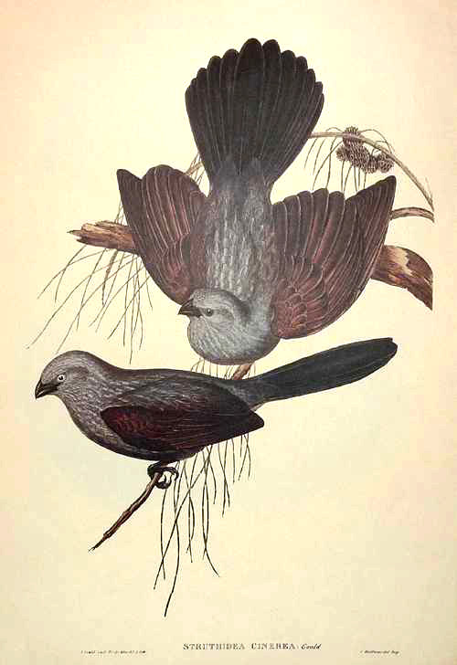 daL-JGa254-StruthideaCinerea2cApostleBirds
