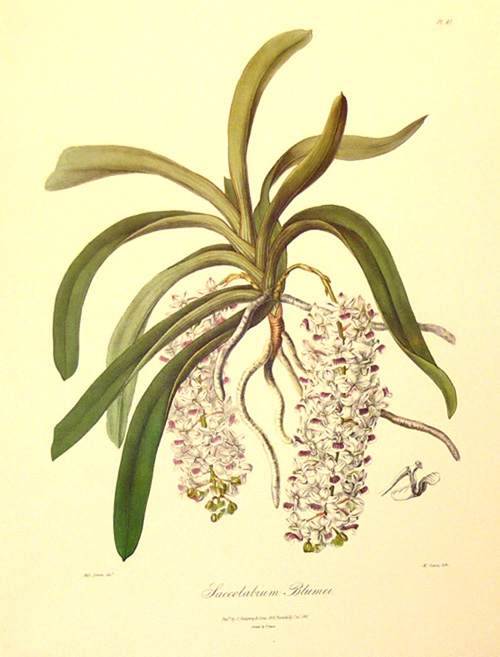 daOrchidSaccolabiumBlumei