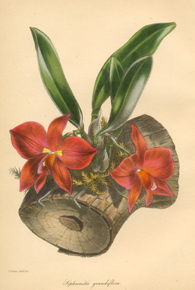 orcPaxton-SophronitisGrandiflora-w